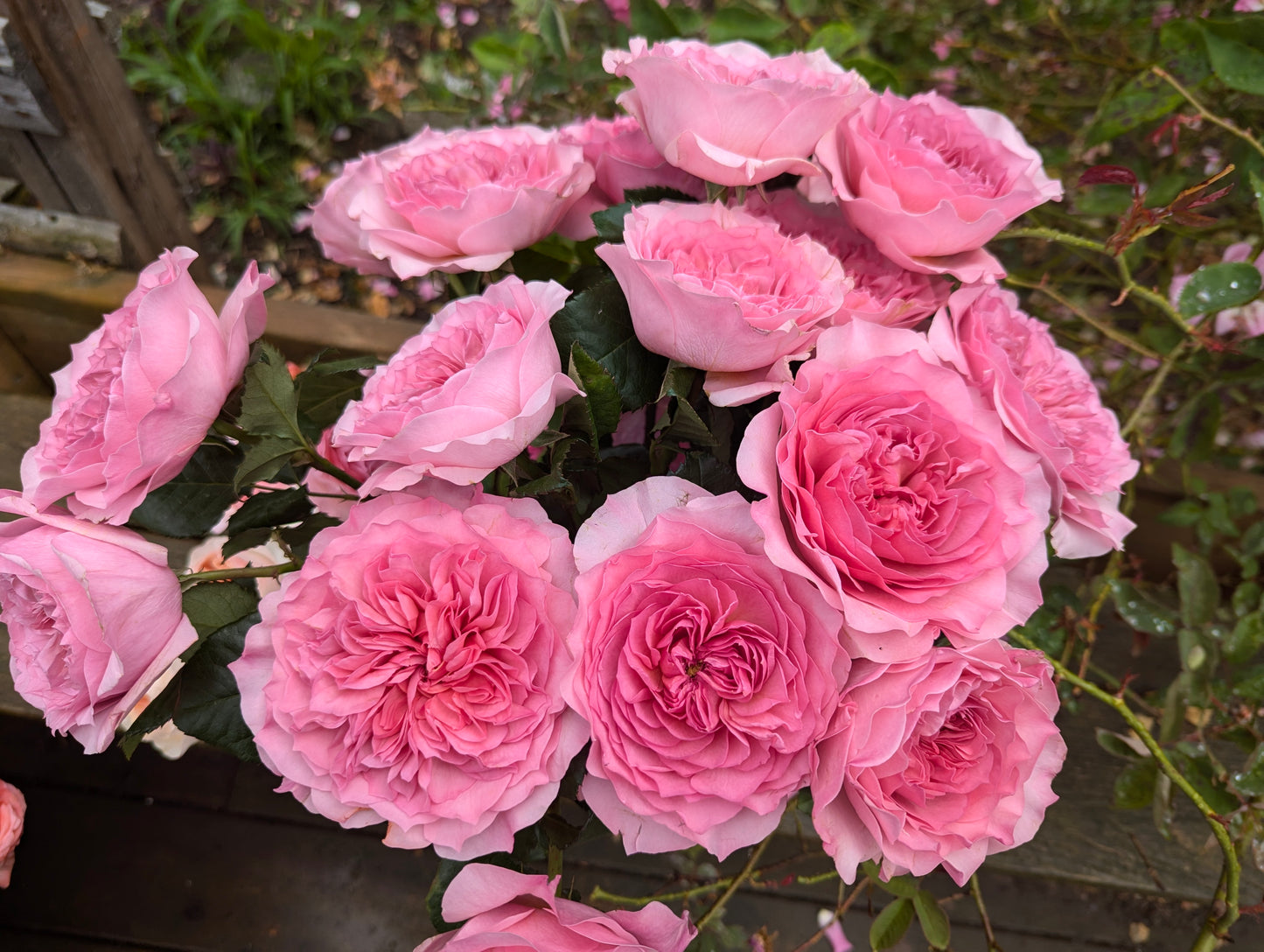 New rose garden rose plant flower bush shrub