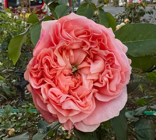 Bella Trendsetter softer thorns garden rose plant