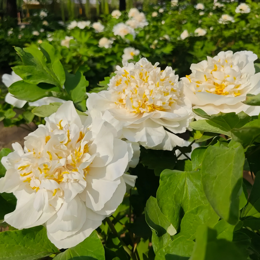 "Yao's Yellow" large flower tree peony Preorder for fall 2026