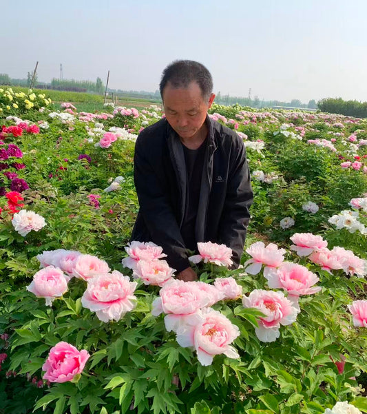 Hanakisoi Japanese large flower tree peony