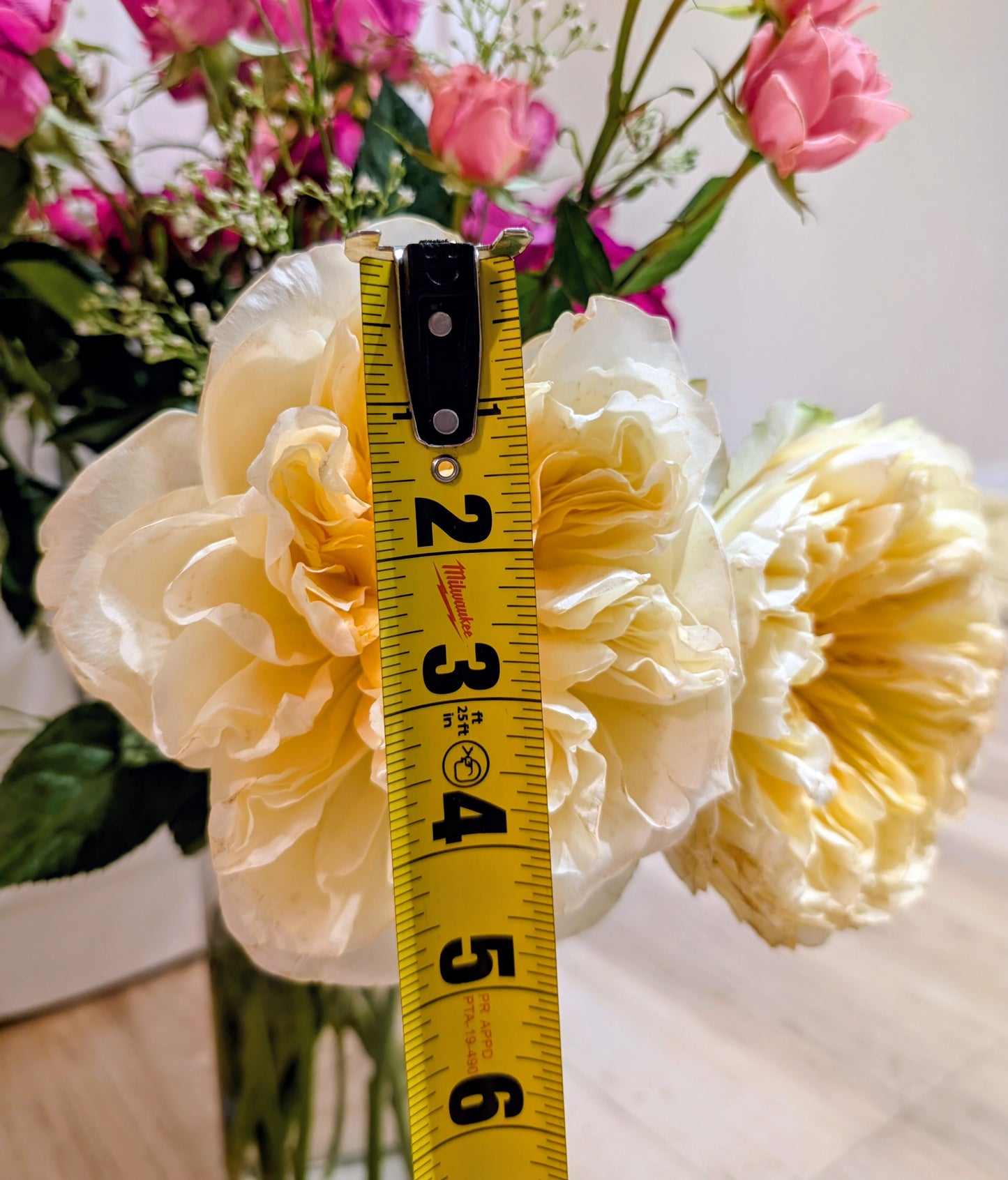 Antonia's Garden lookalike garden rose plant large flower bush deciduous shrub