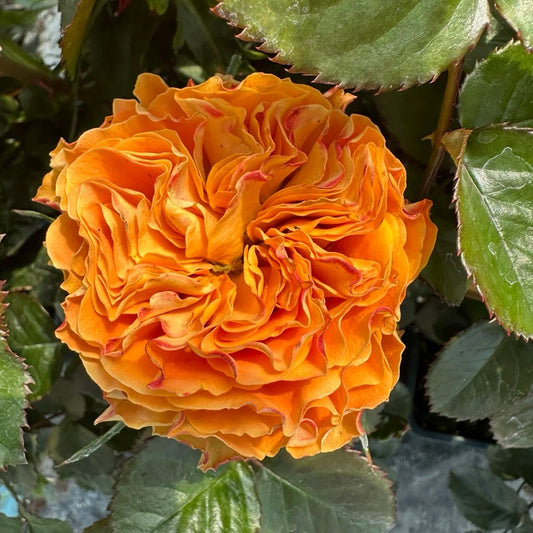 Copper Kiss garden rose plant flower bush