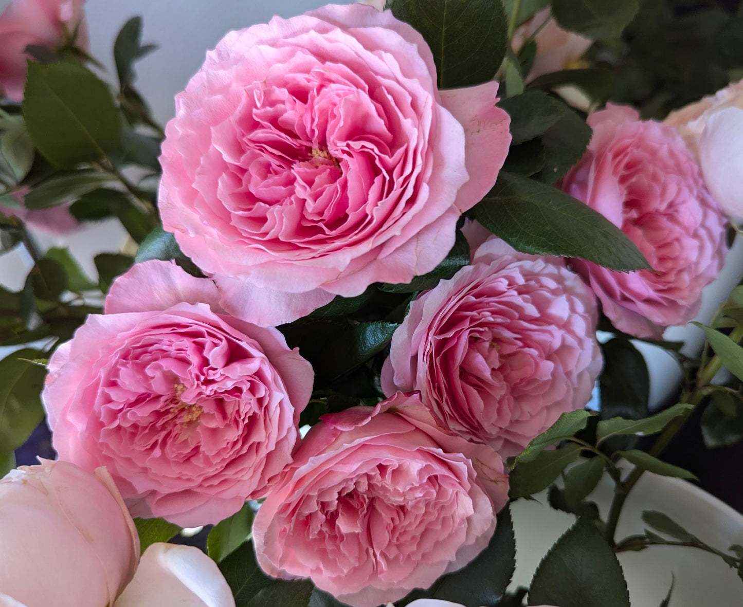 Mayra Pink lookalike garden rose plant flower bush shrub