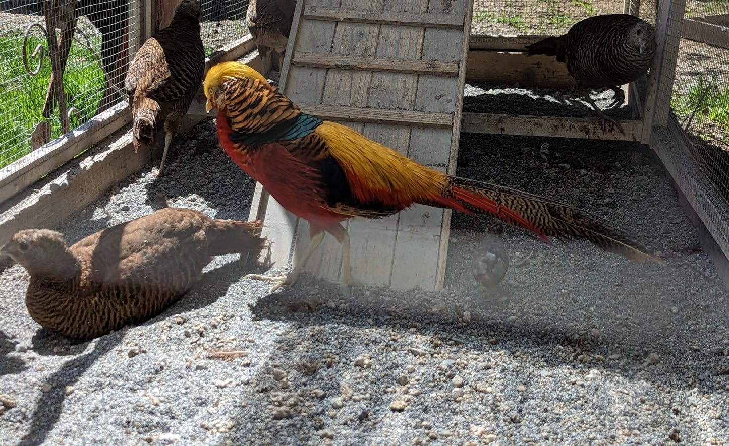 Male red golden pheasant