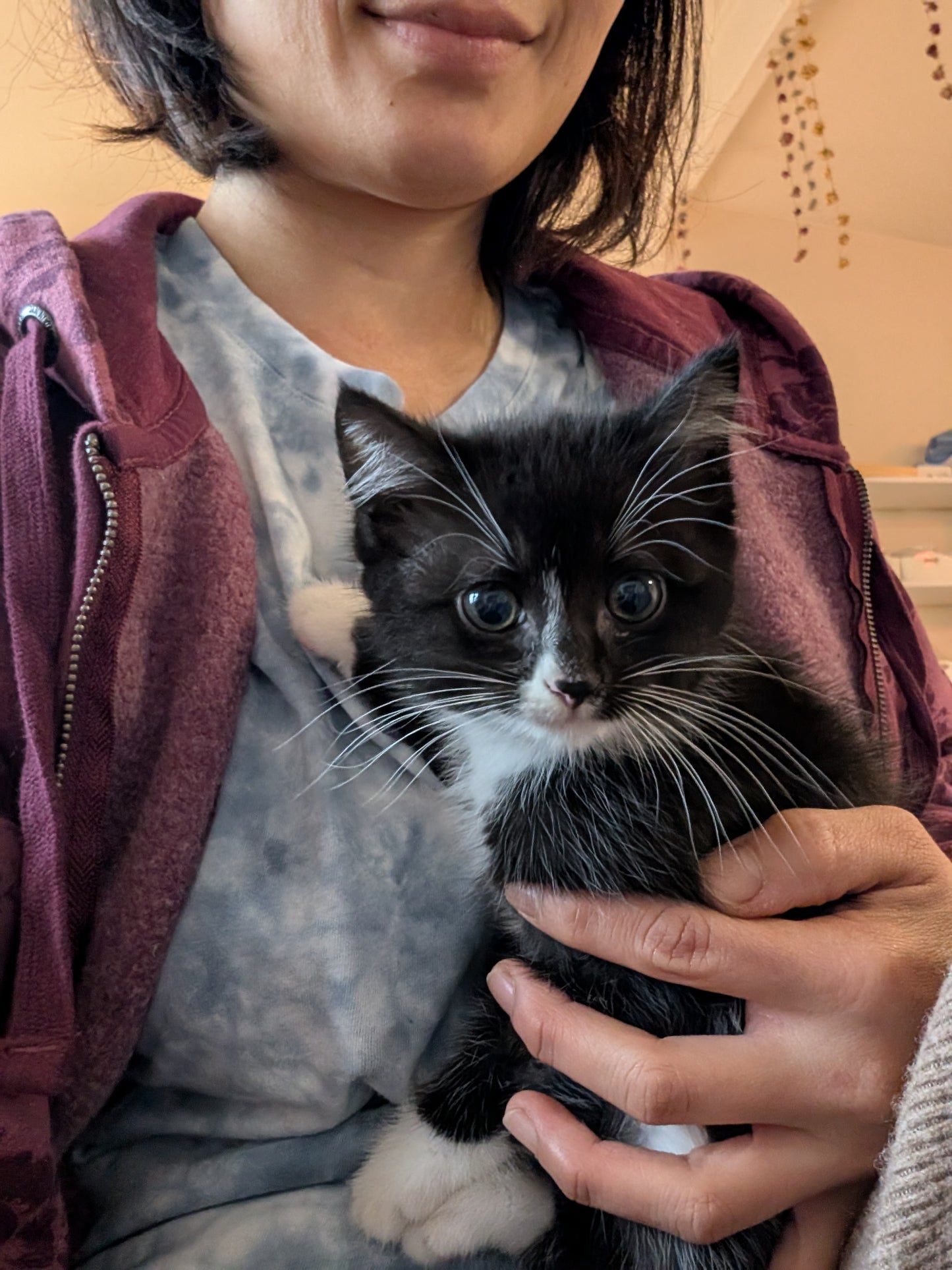 2.5 month old kitten kitty cats