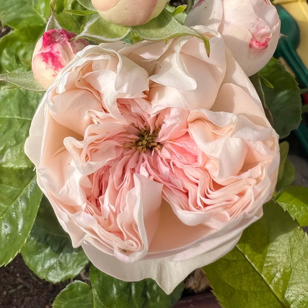 Sweet Diamond lookalike garden rose plant flower bush shrub