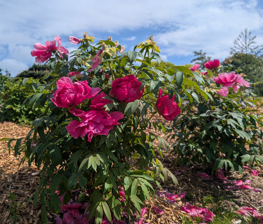 Tree Peony Red 2YR