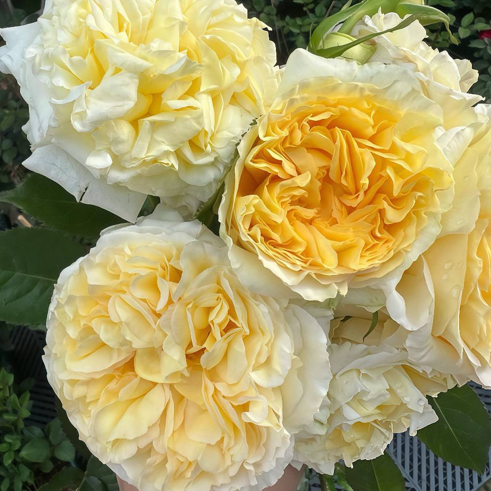 Sicilienne lookalike garden rose plant flower bush deciduous shrub