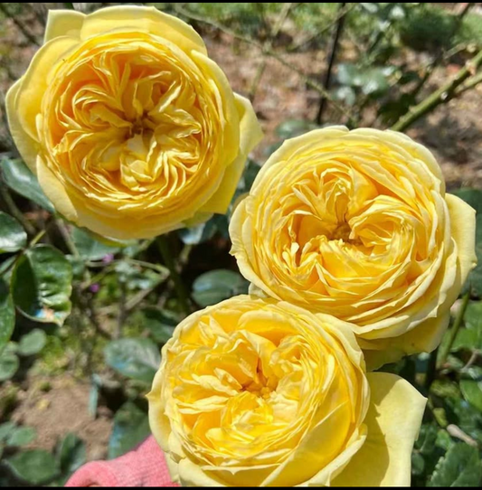 Catalina lookalike garden rose plant flower bush shrub