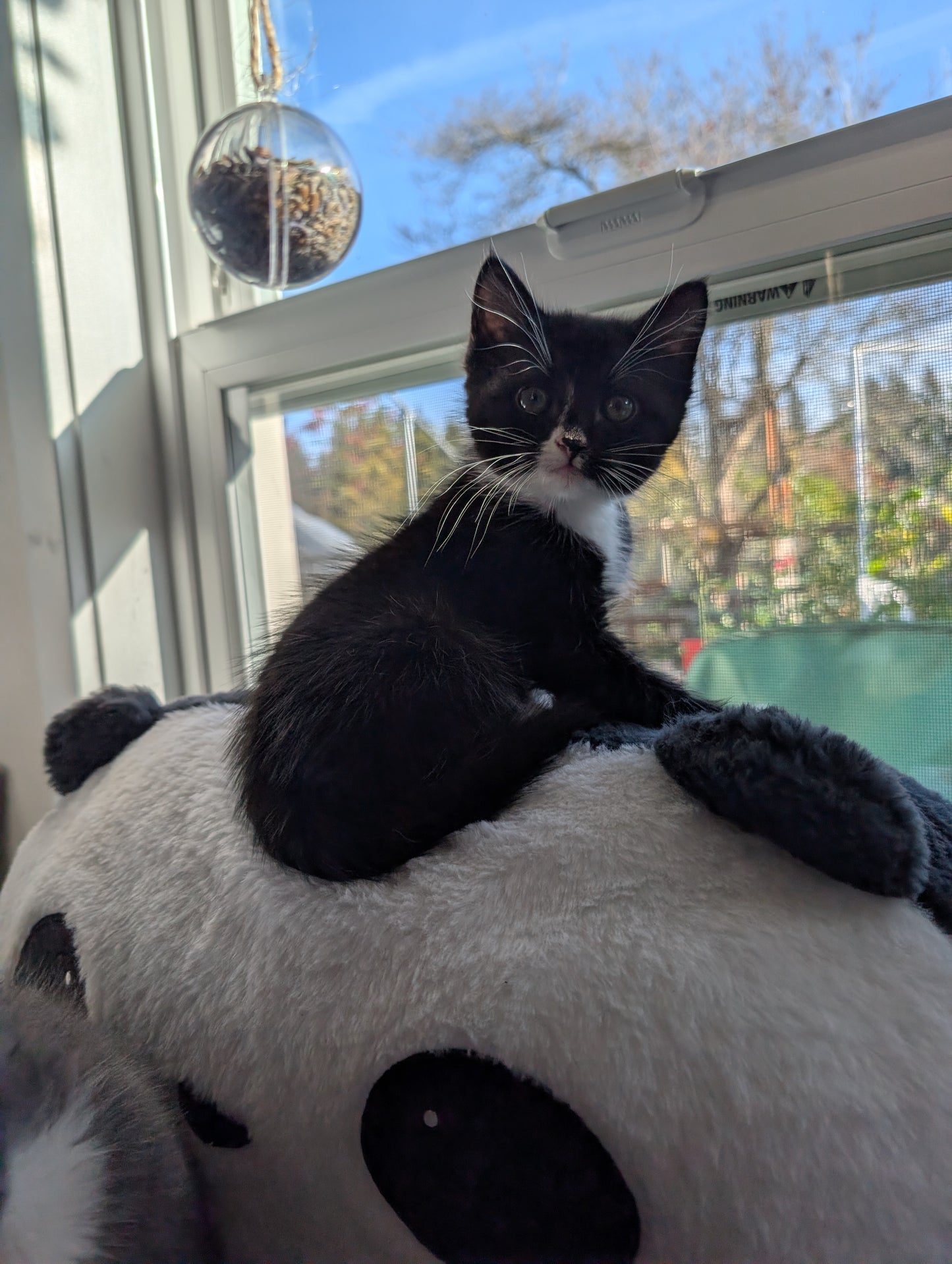 2.5 month old kitten kitty cats