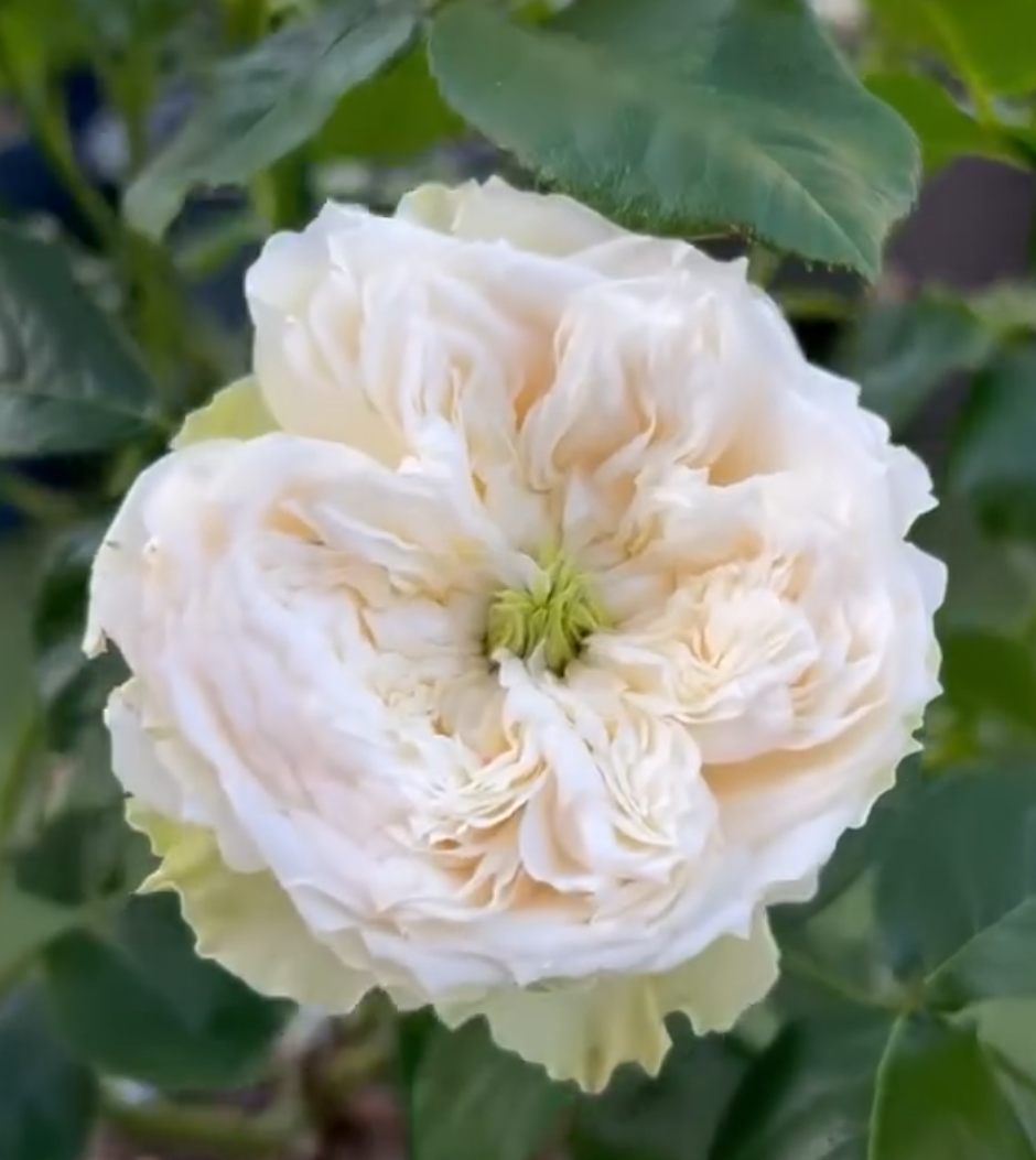 Whitby Abbey lookalike rose plant large flower bush deciduous shrub