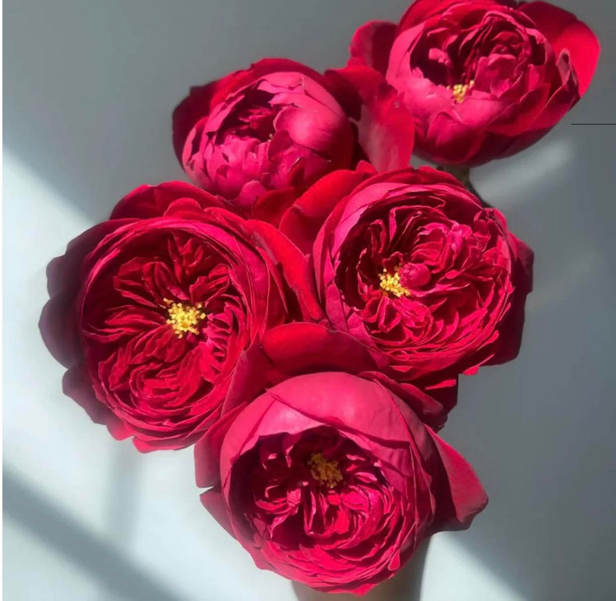 Peony Red lookalike garden rose plant flower bush deciduous shrub