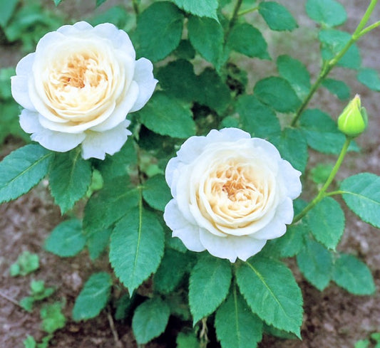 Paradise White lookalike garden rose plant flower bush shrub