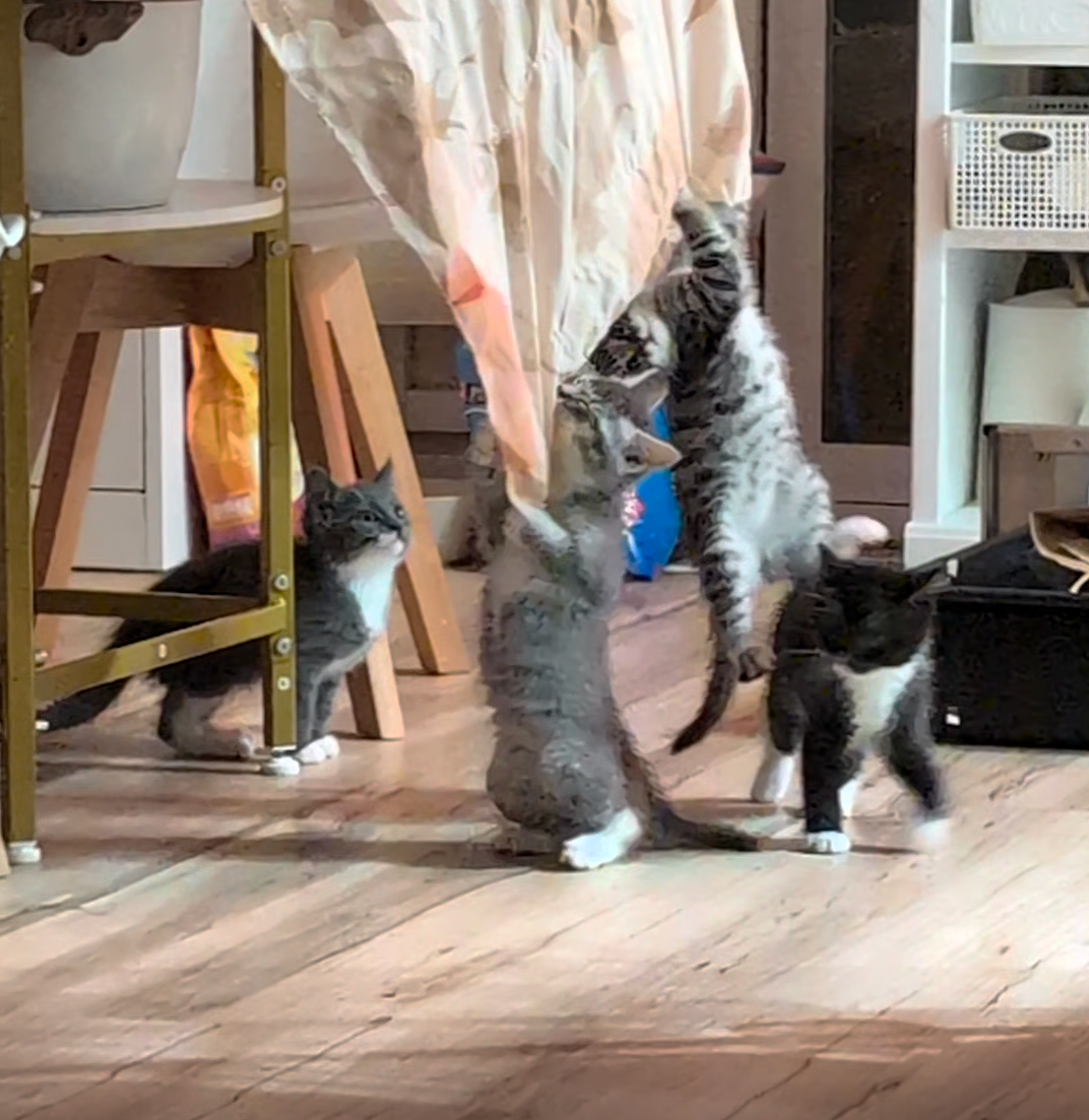 2.5 month old kitten kitty cats