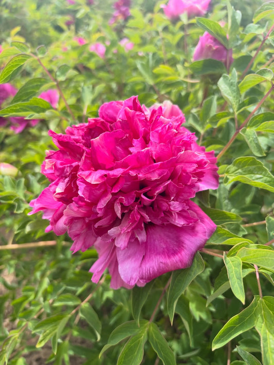Tao Yuan Sheng Hui tree peony