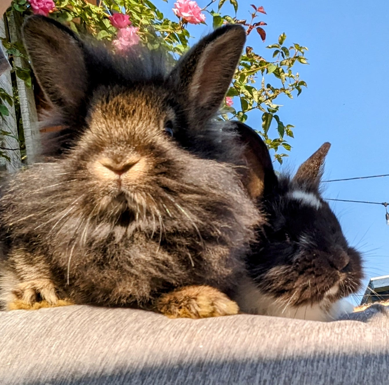 2-6 month old bunny rabbits
