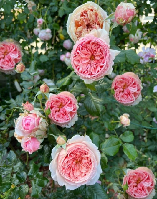 Masora Japanese garden rose plant flower bush shrub