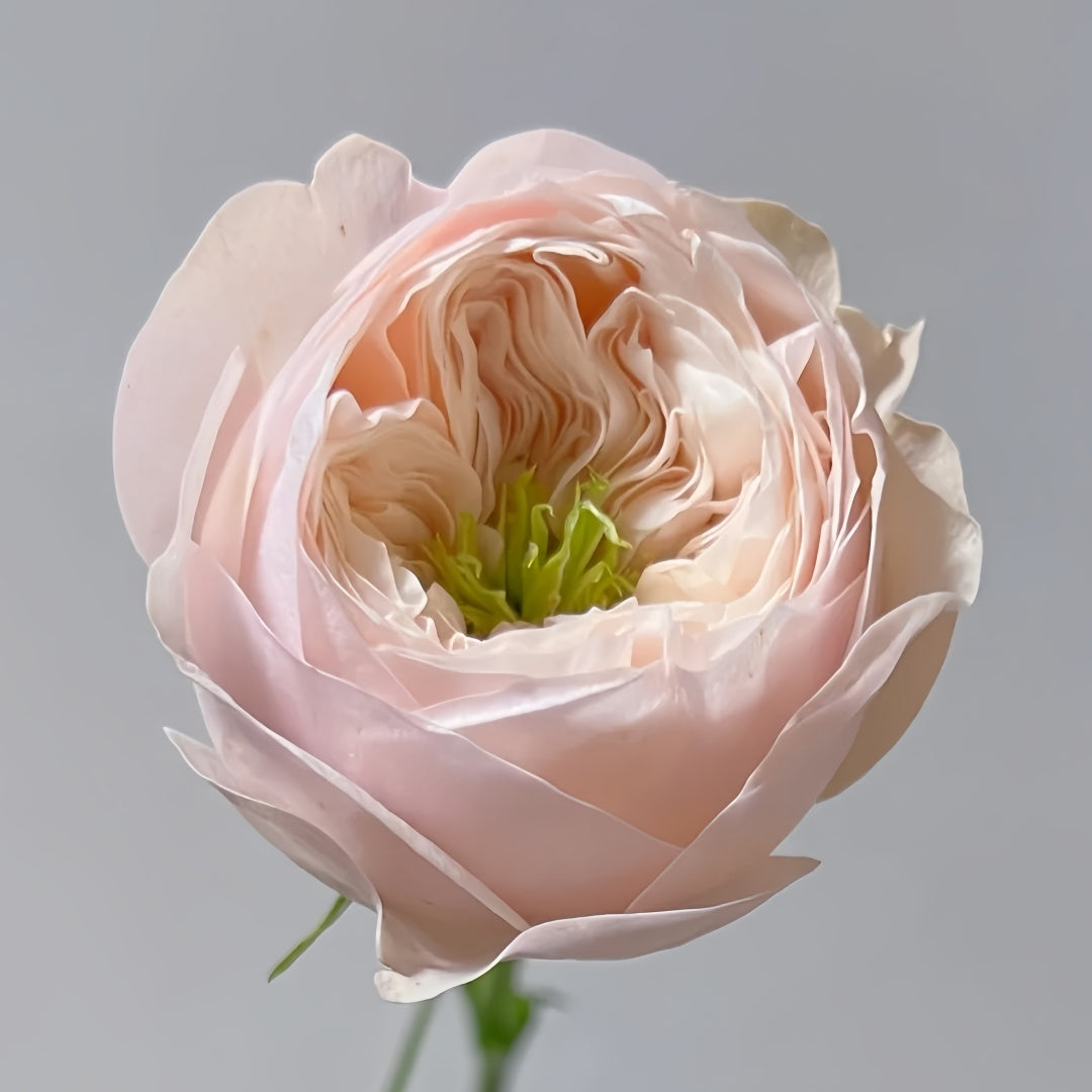 Sweet Diamond lookalike garden rose plant flower bush shrub