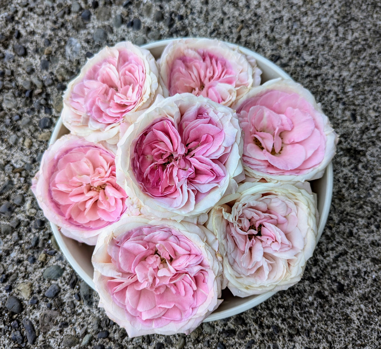 Mayra Bridal lookalike garden rose plant flower bush shrub