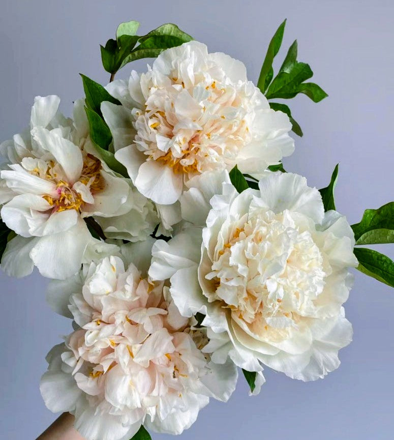 "Yao's Yellow" large flower tree peony