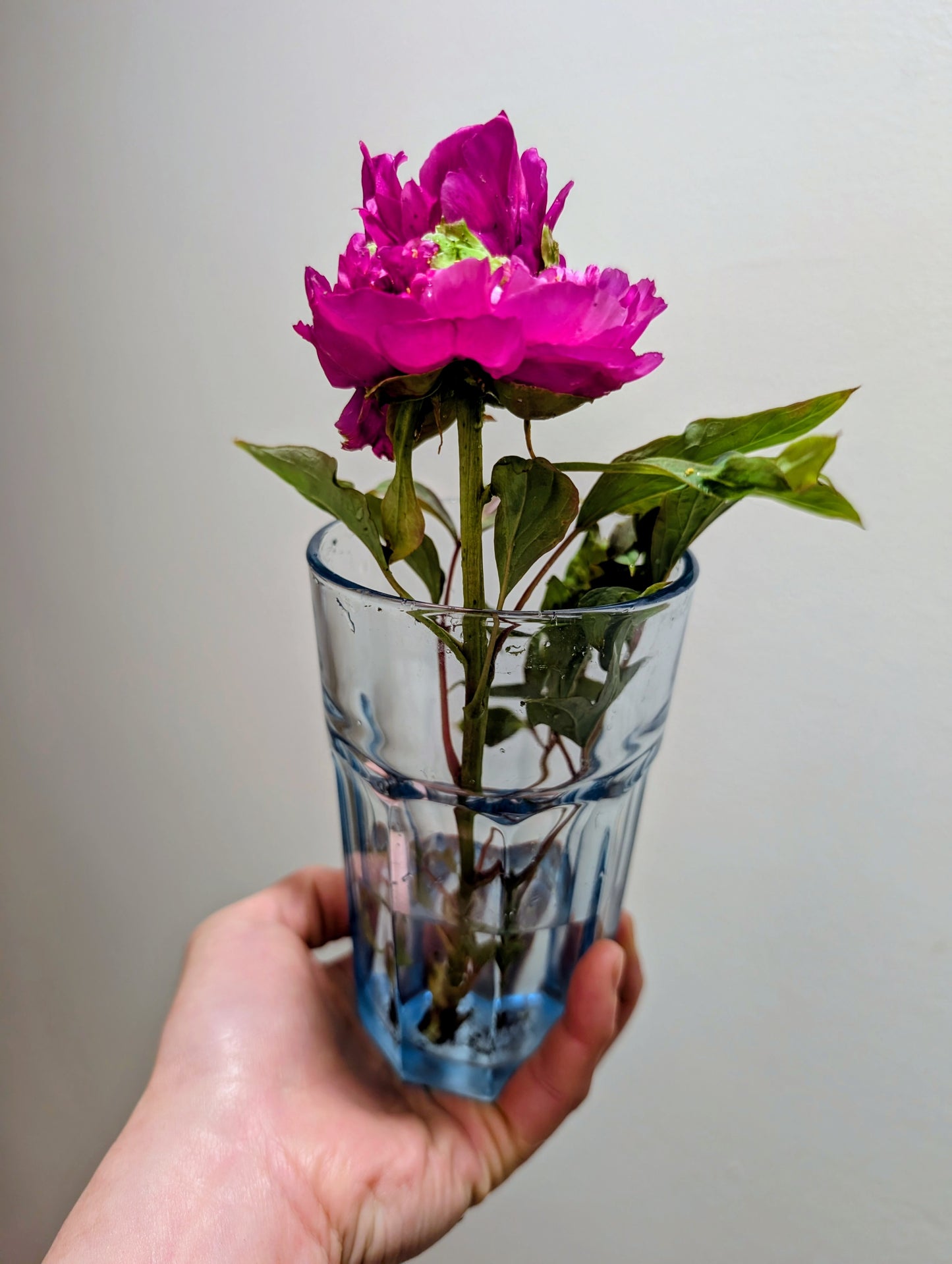 "Champion Crown" large flower tree peony