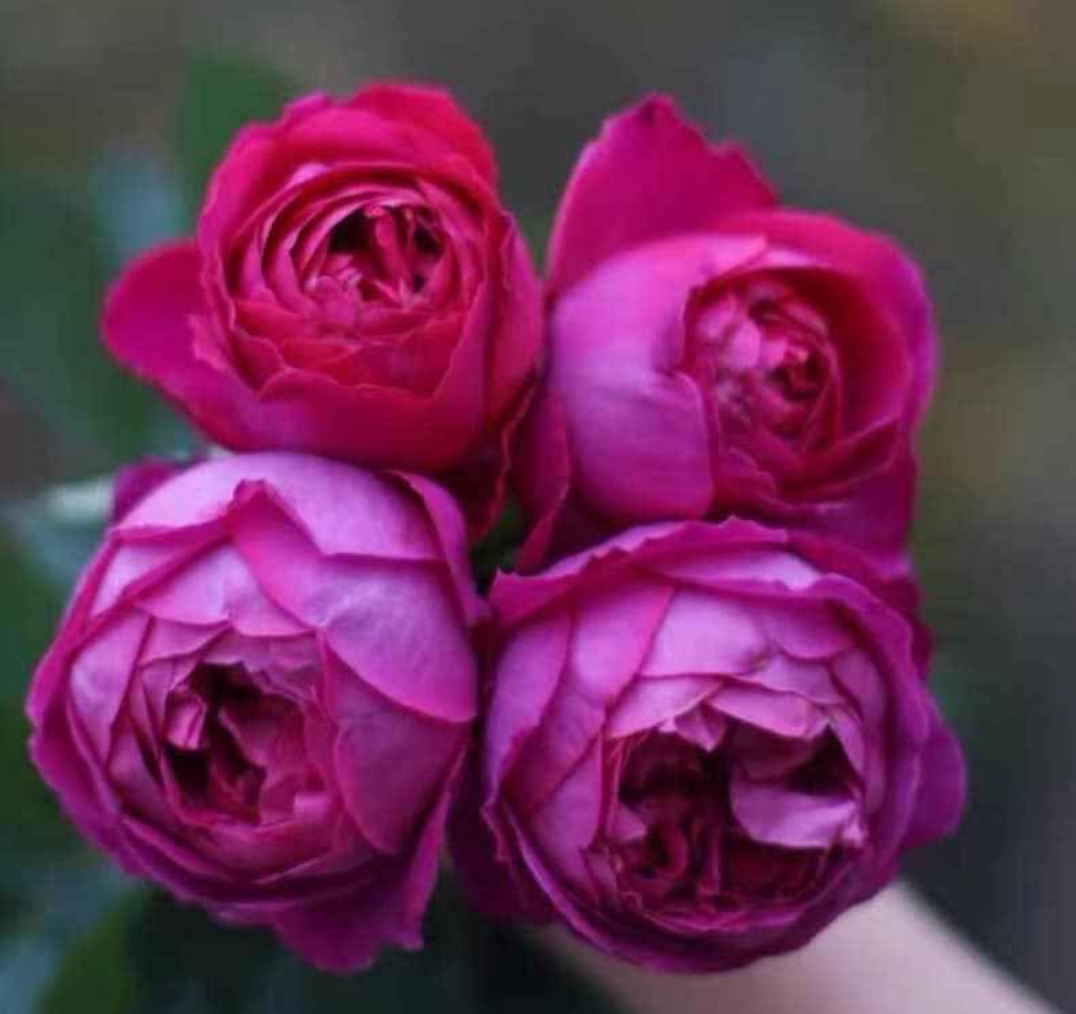 Yves Piaget lookalike garden rose plant flower bush shrub