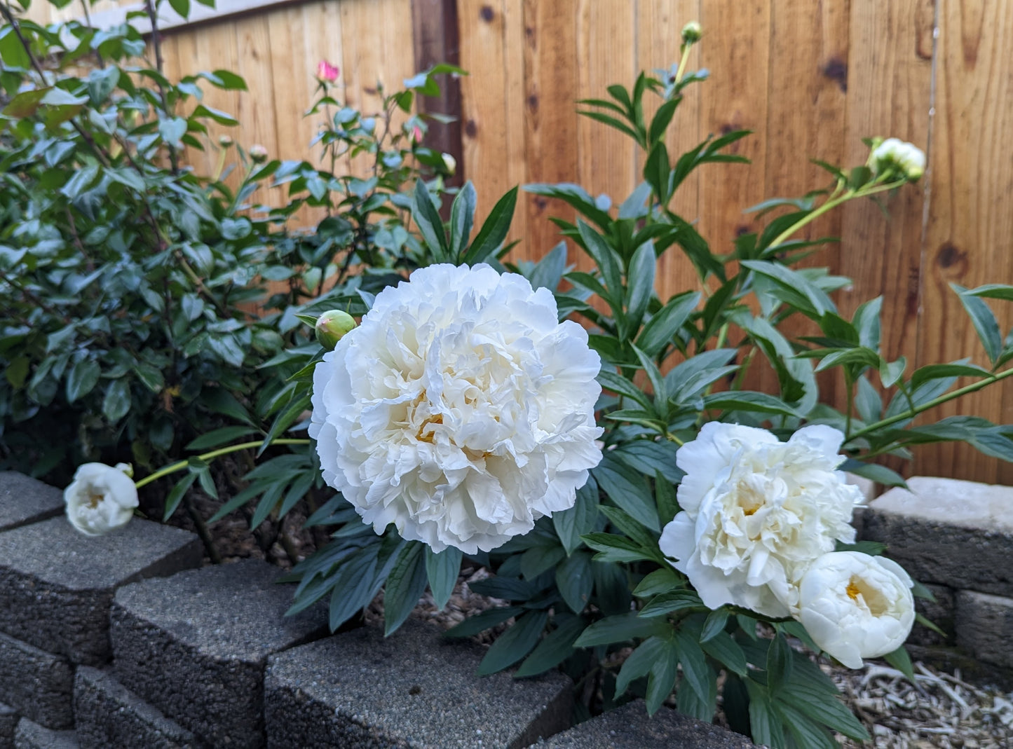 5 mixed mysterious herbaceous peony