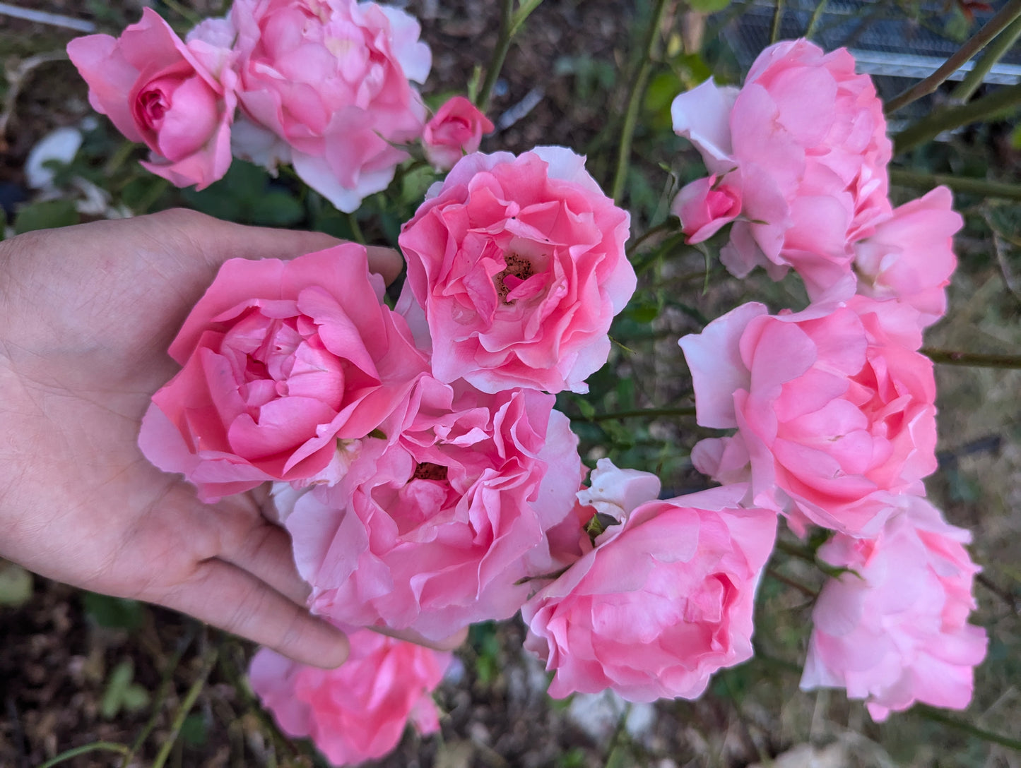 Passionate Kiss garden rose plant flower bush shrub