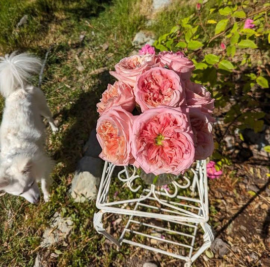 Mandarin X-pression lookalike garden rose plant flower bush shrub