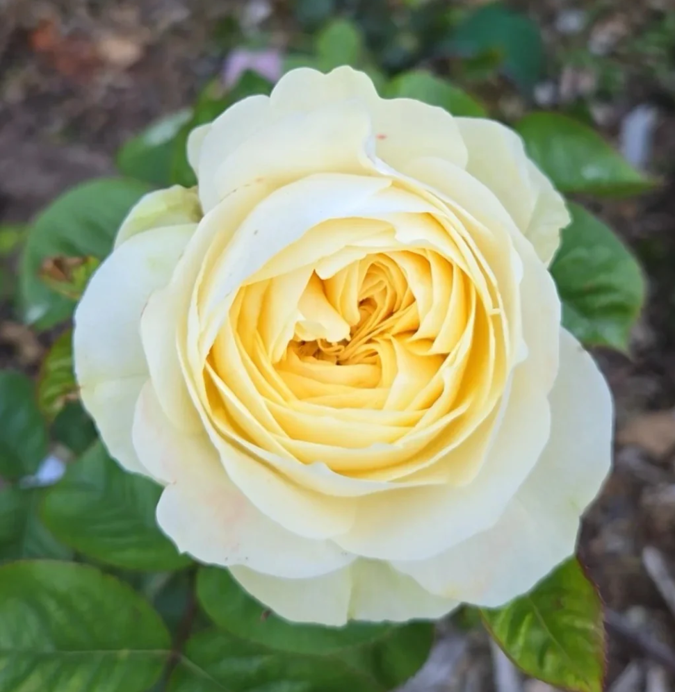 Nona lookalike garden rose plant flower bush shrub