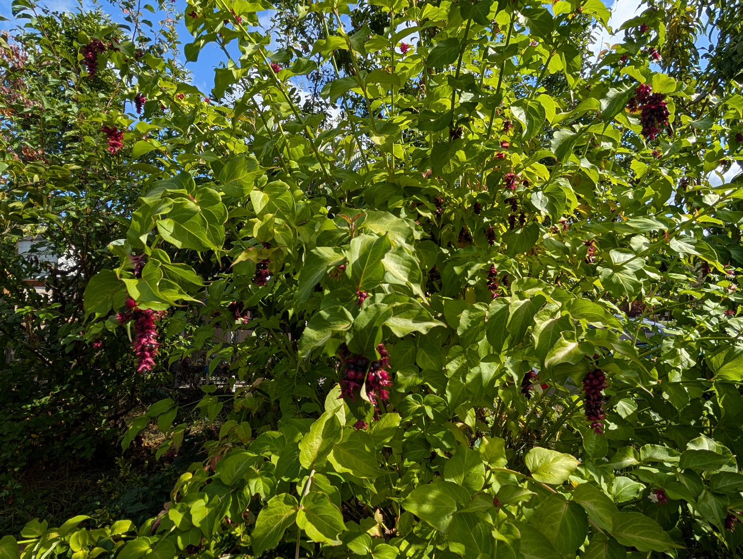 Free Himalayan honeysuckle seeds and cuttings