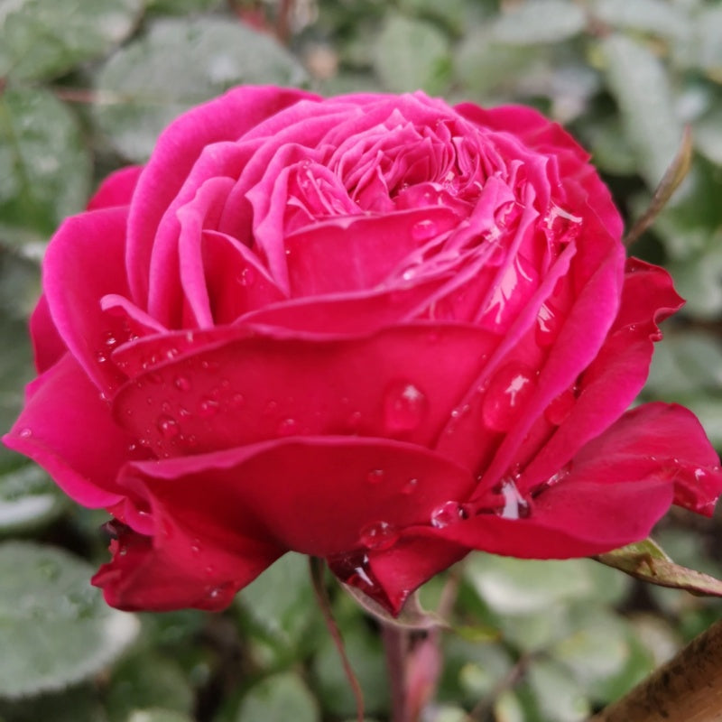 Just More lookalike rose plant flower bush shrub