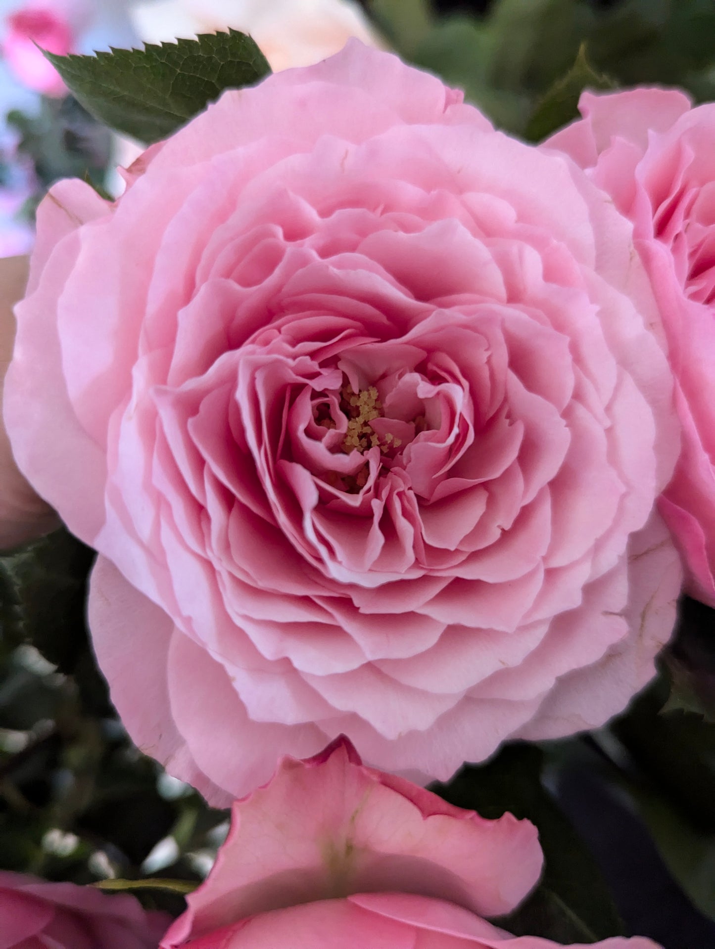 Mayra Pink lookalike garden rose plant flower bush shrub