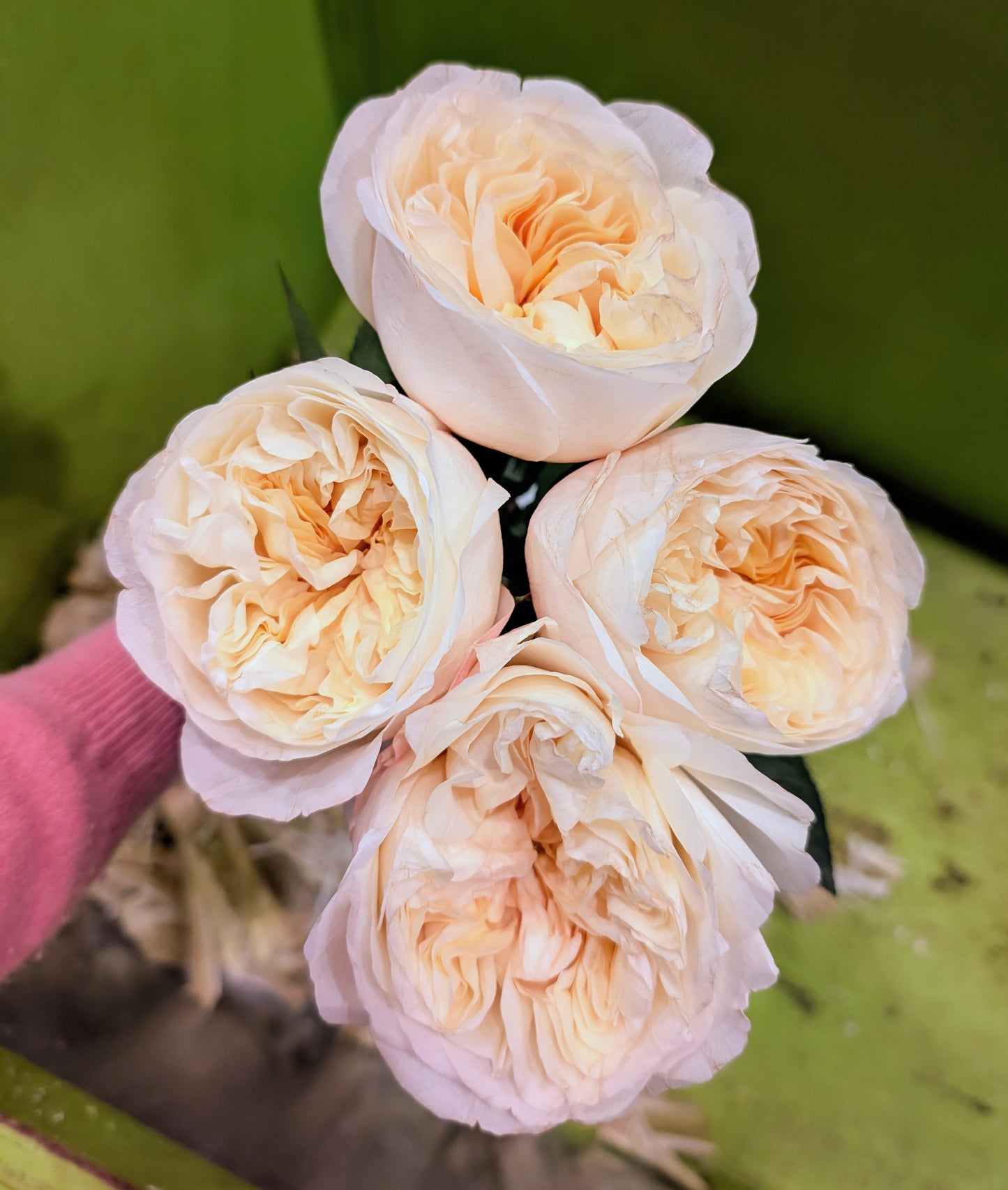 Pursuasion lookalike garden rose plant large flower bush deciduous shrub