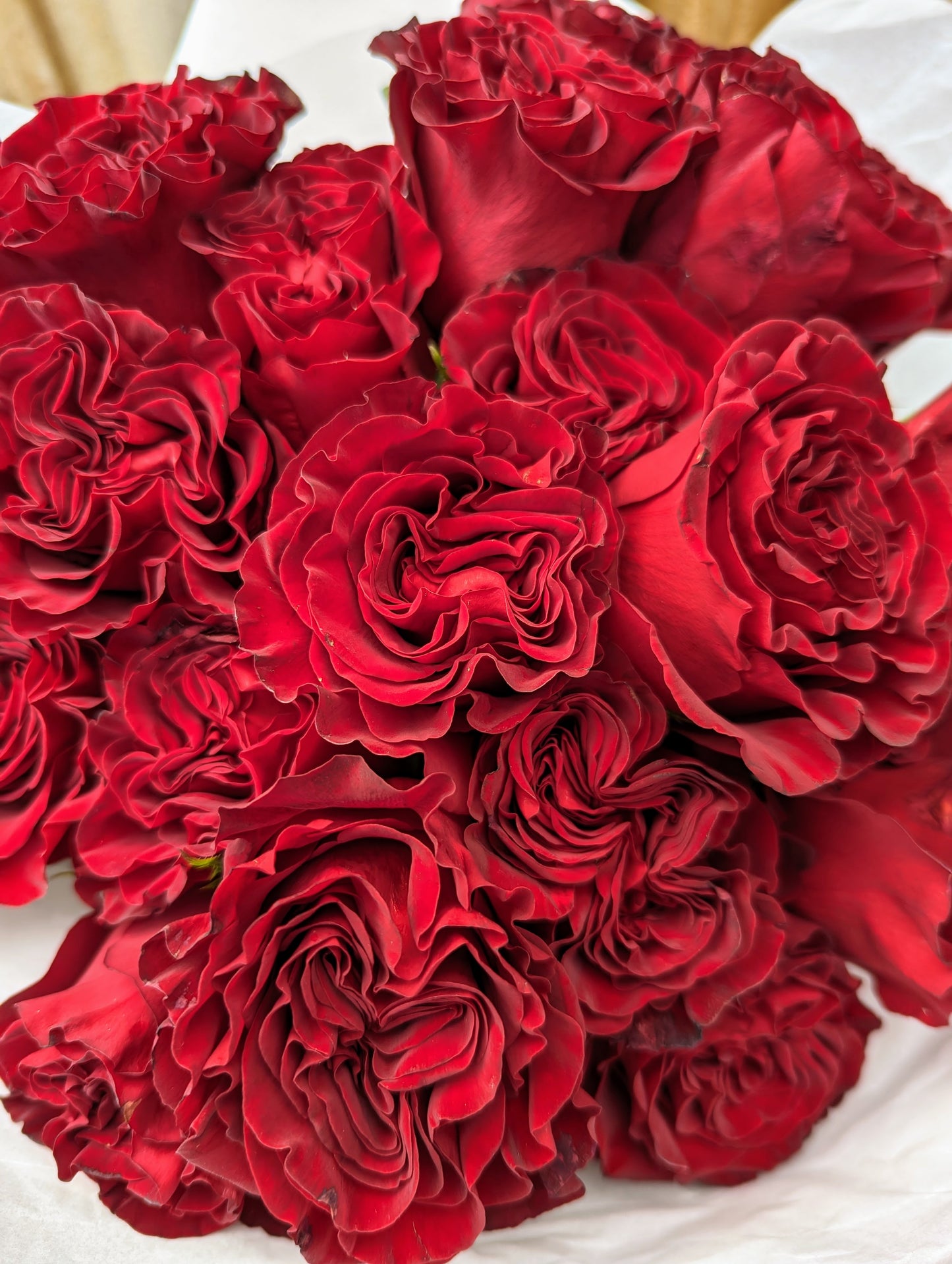 Hearts lookalike garden rose plant flower bush shrub