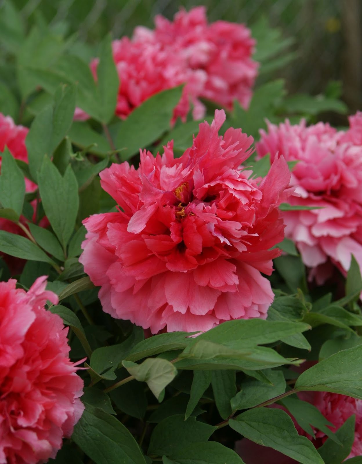 "Coral Terrace" fragrant large flower tree peony