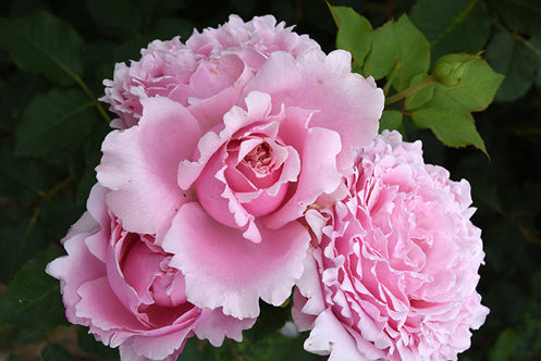 Sophie Rochas lookalike thornless rose garden rose plant flower bush shrub