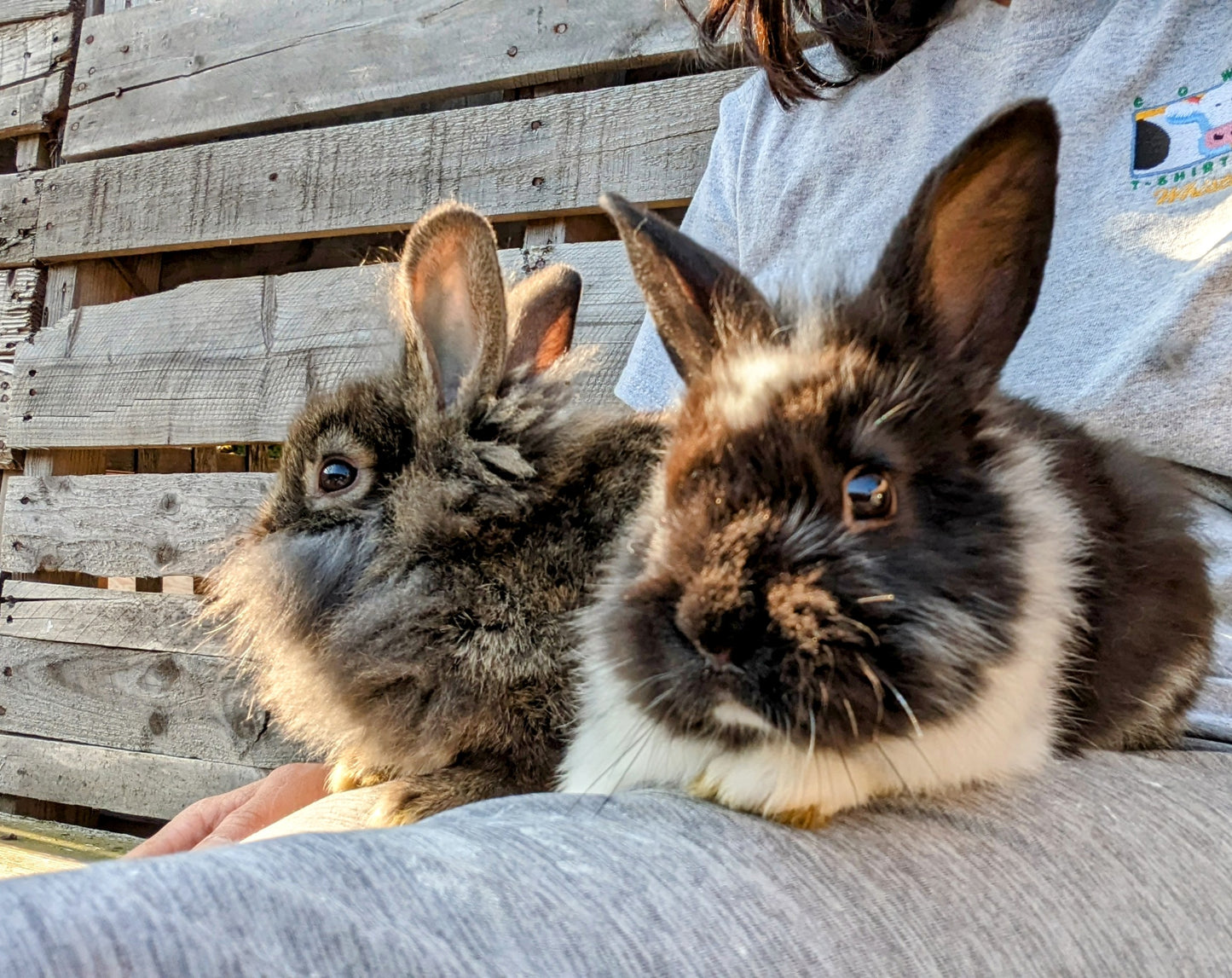 2-6 month old bunny rabbits