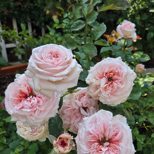 Strongly fragrant P. O'hara garden rose plant flower bush shrub
