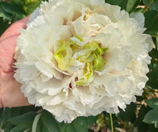 "Snow Mountain Jade" large flower tree peony