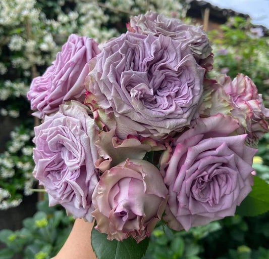 Dolcetto lookalike garden rose plant flower bush shrub