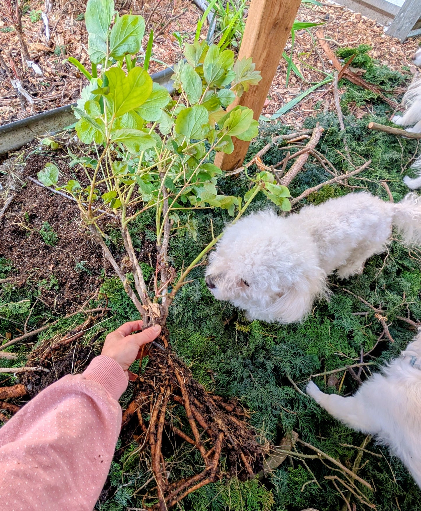Hong Guan Yu Dai tree peony