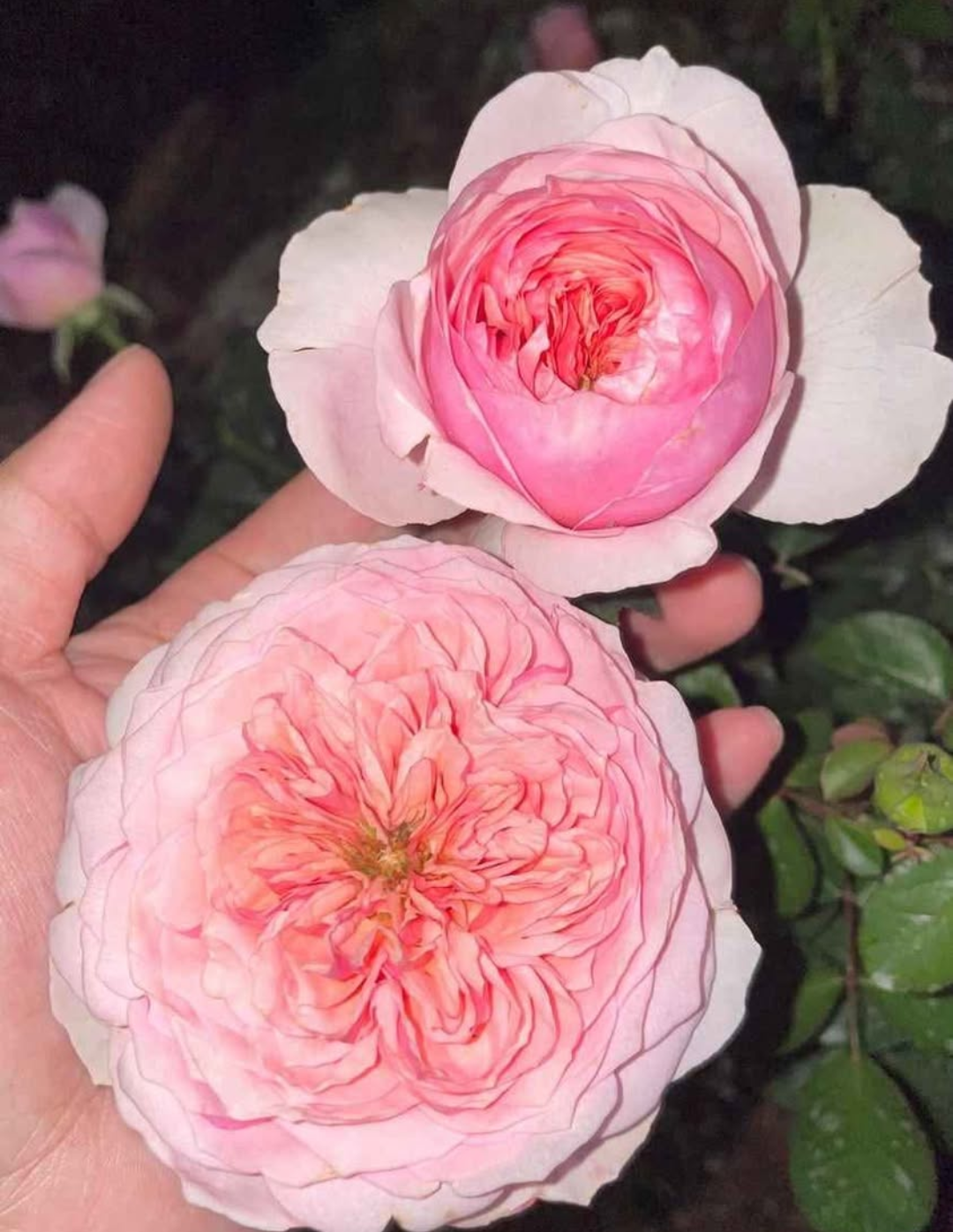 Romeo lookalike garden rose plant flower bush deciduous shrub