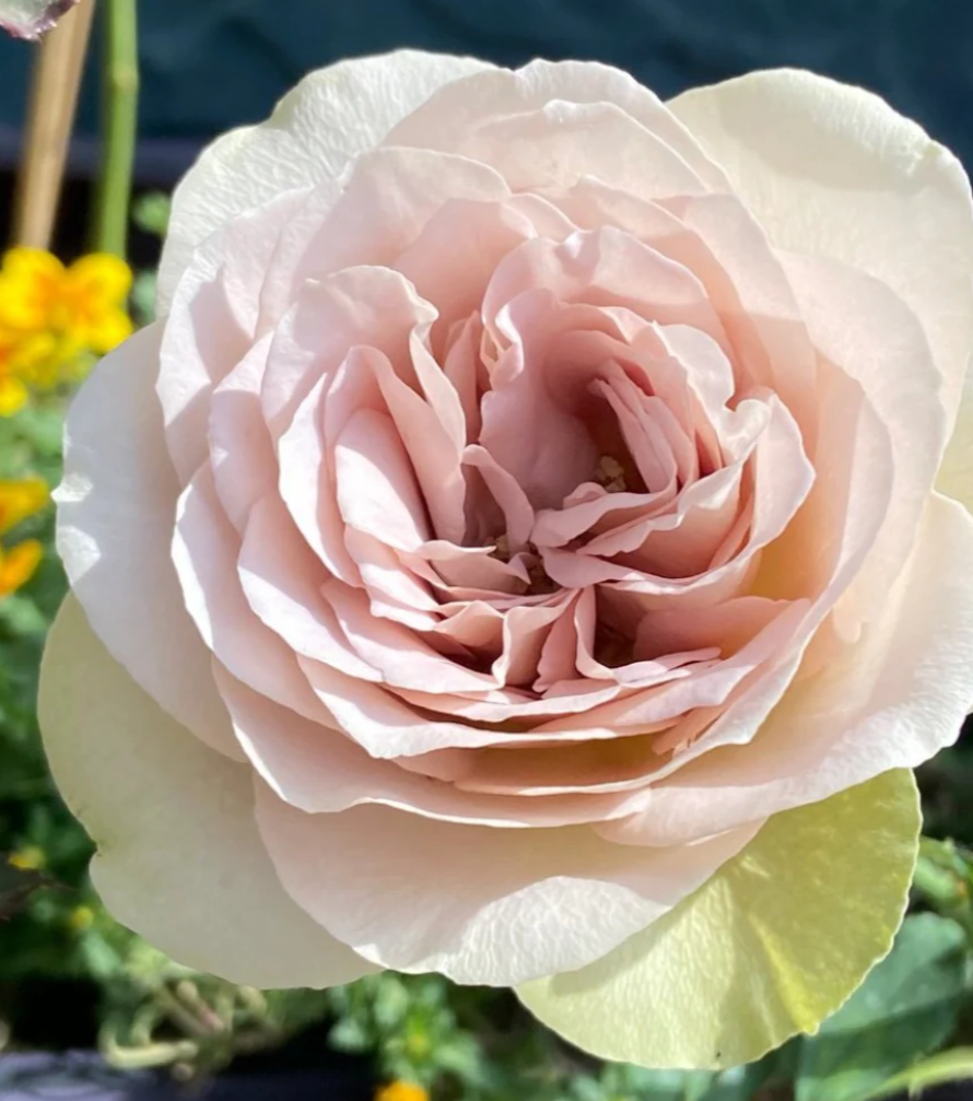 Notre Dame lookalike garden rose plant flower bush shrub