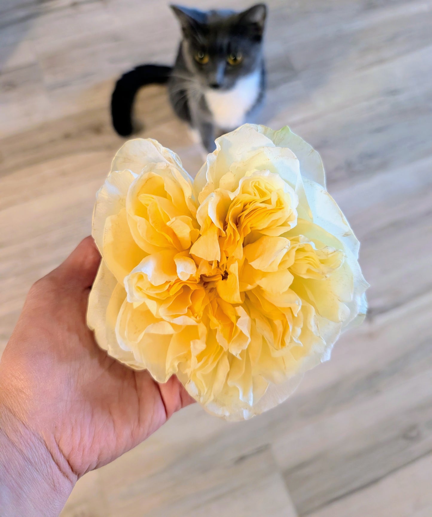 Antonia's Garden lookalike garden rose plant large flower bush deciduous shrub