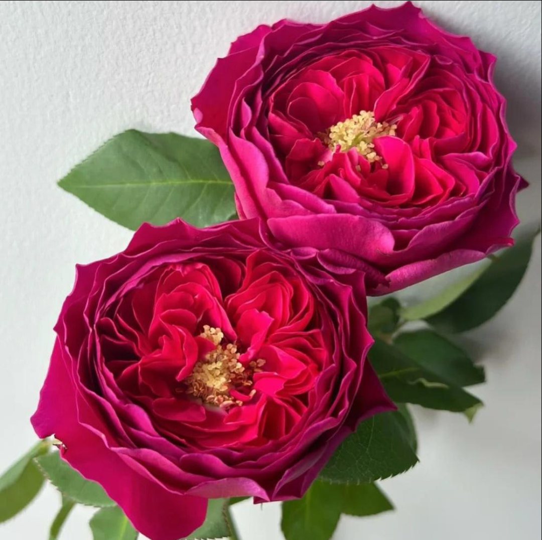 Country Spirit Peonia lookalike garden rose plant flower bush deciduous shrub