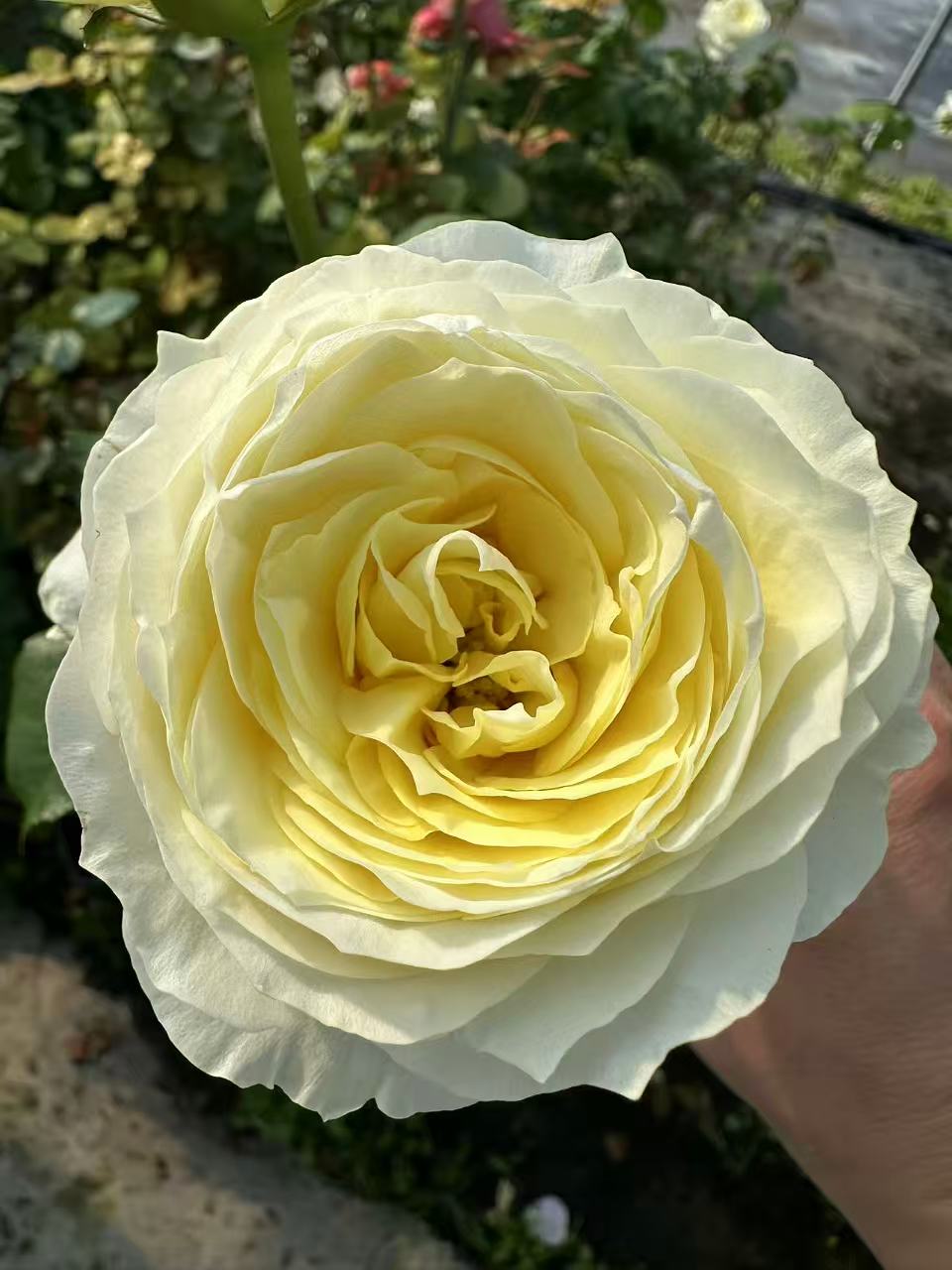 Coldplay lookalike garden rose plant flower bush deciduous shrub