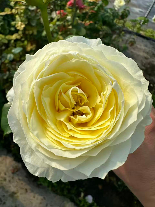 Coldplay lookalike garden rose plant flower bush deciduous shrub