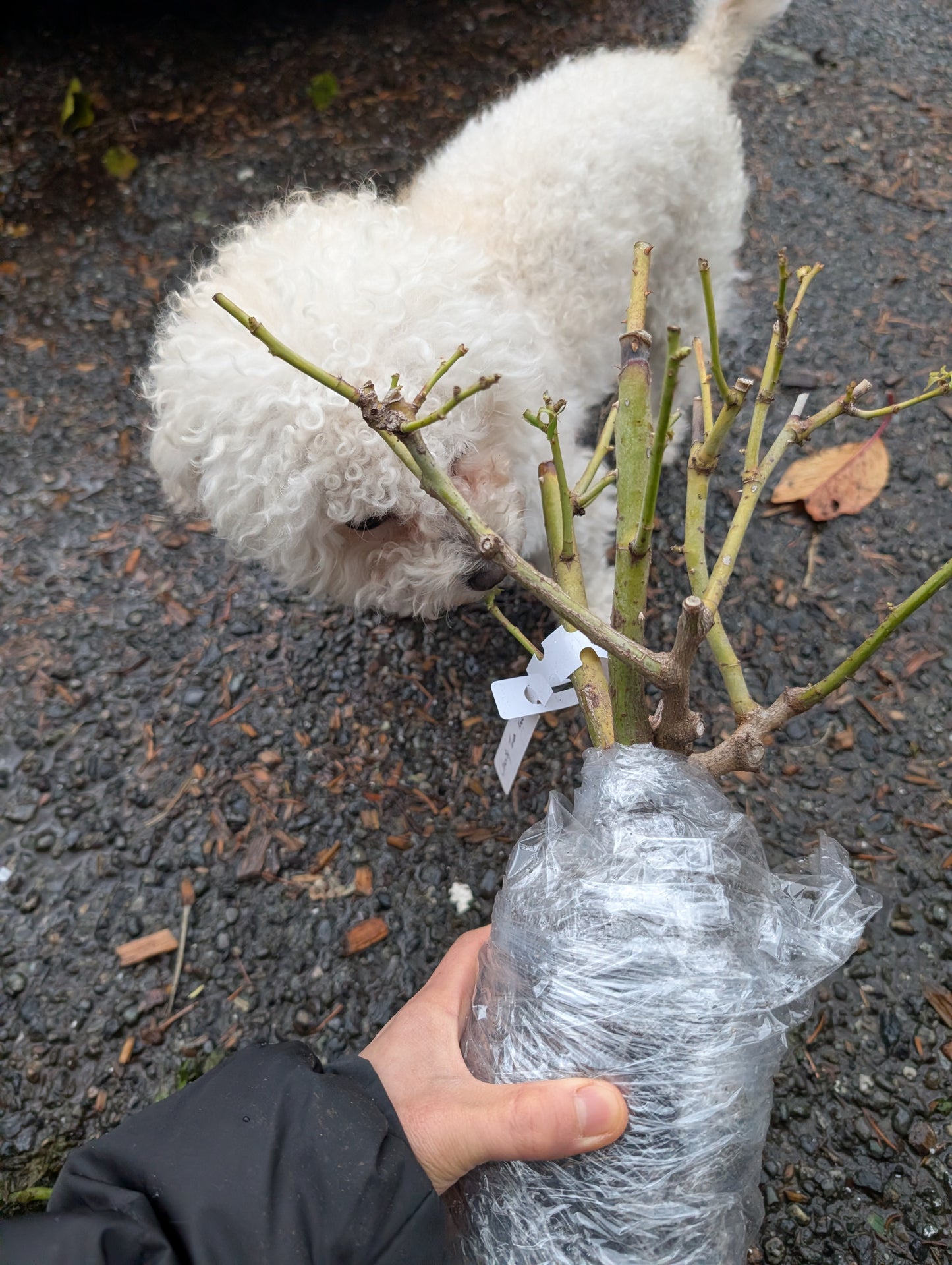 Vuvuzella garden rose plant large flower bush deciduous shrub
