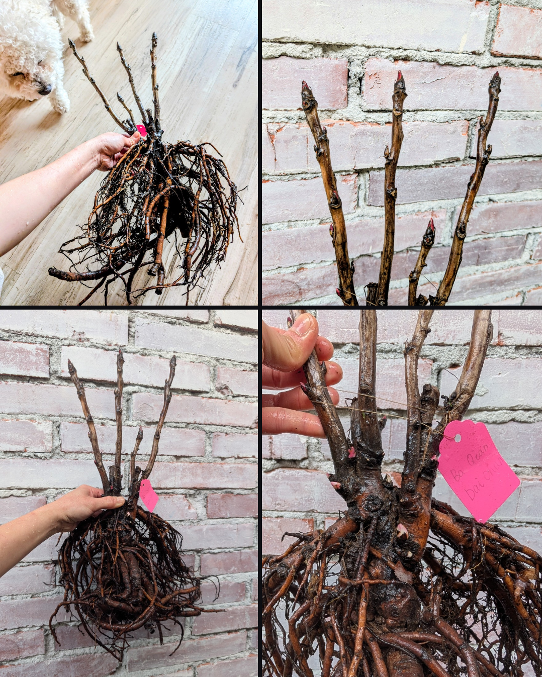 "Champion Crown" large flower tree peony